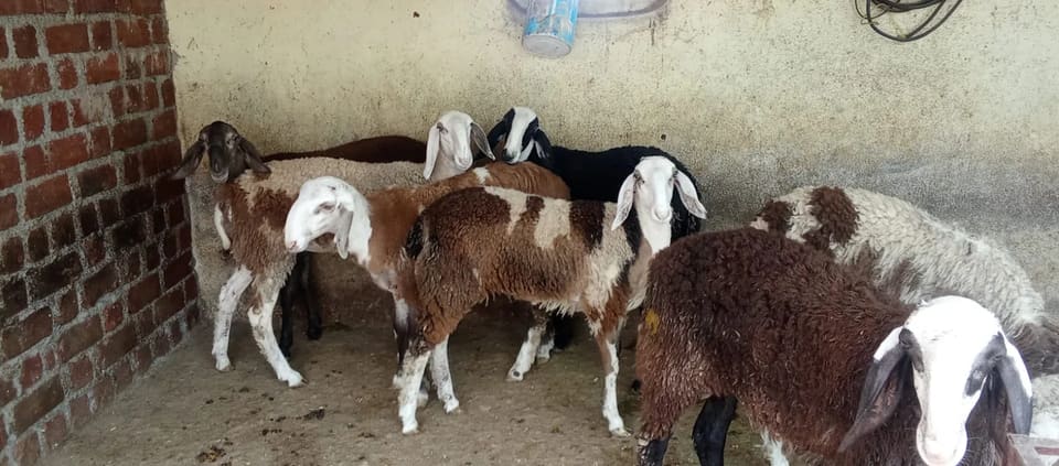 Others Sheep in  MAHARASHTRA