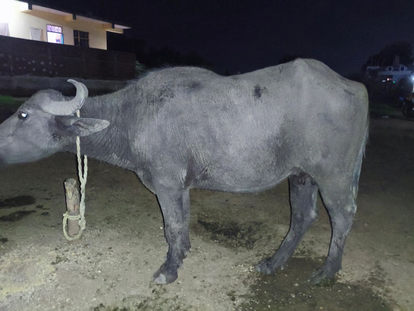 Local Buffalo O0394 in  TELANGANA