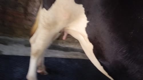 HF Cow H3248 in  BIHAR