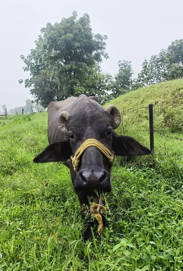 Murrah Buffalo in  MADHYA PRADESH