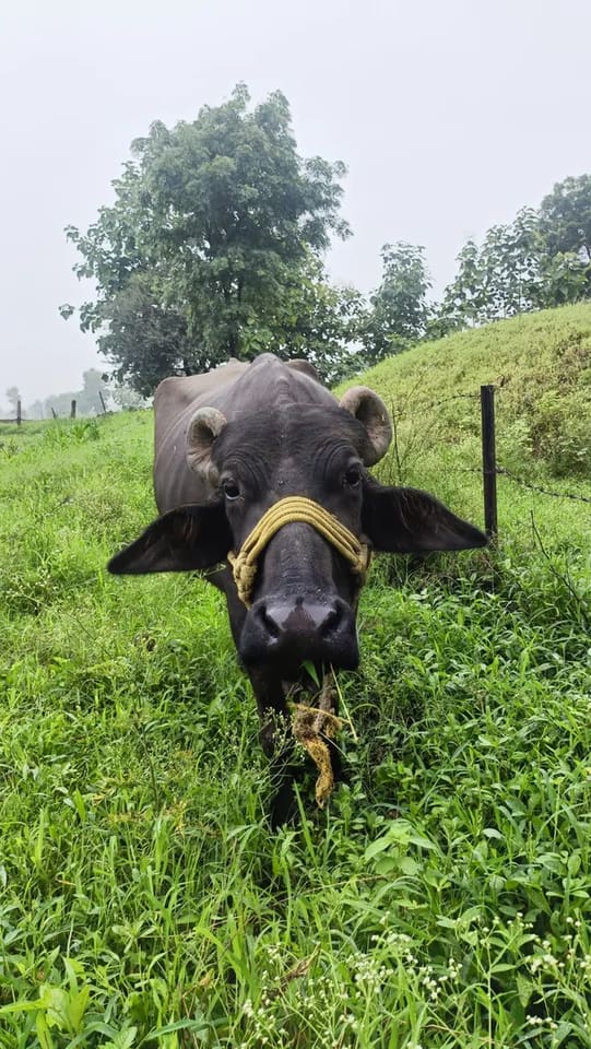 Murrah Buffalo in  MADHYA PRADESH