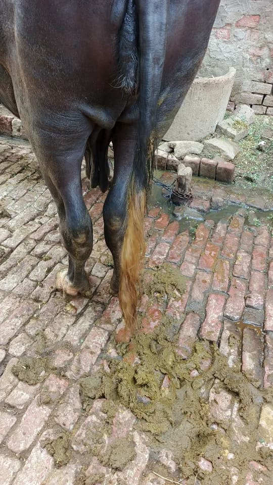 Nili Buffalo in  UTTAR PRADESH