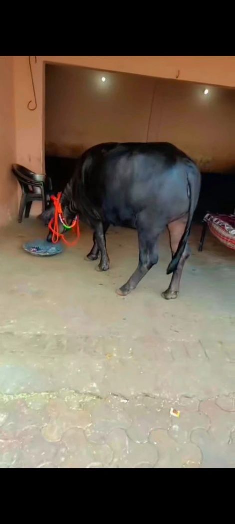 Murrah Buffalo M4166, MilkPerDay: 15Litres, District:  BULANDSHAHR, State:  UTTAR PRADESH