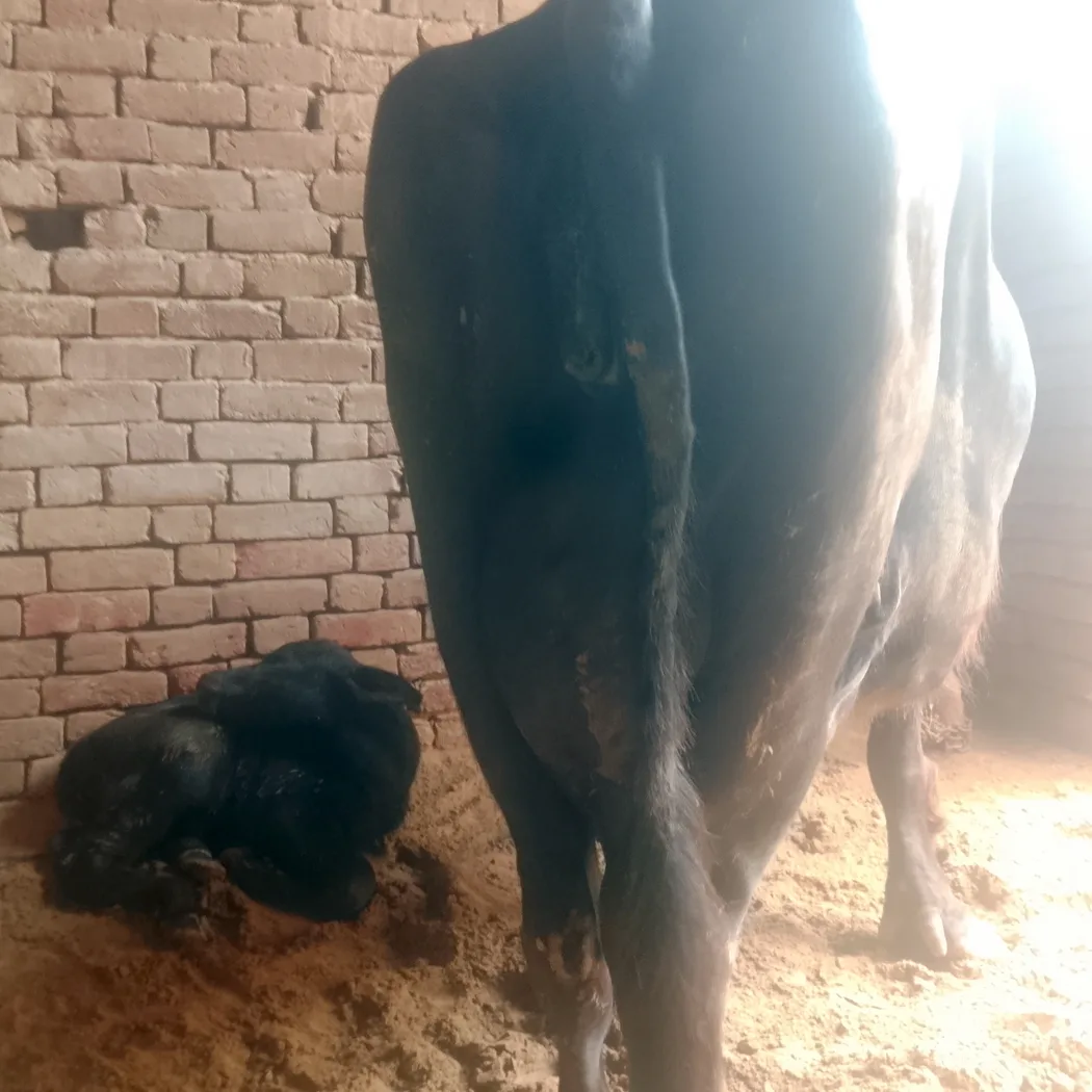 Murrah Buffalo in  RAJASTHAN