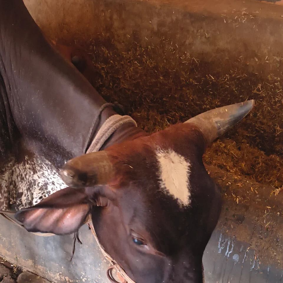 Gir Cow in  UTTAR PRADESH