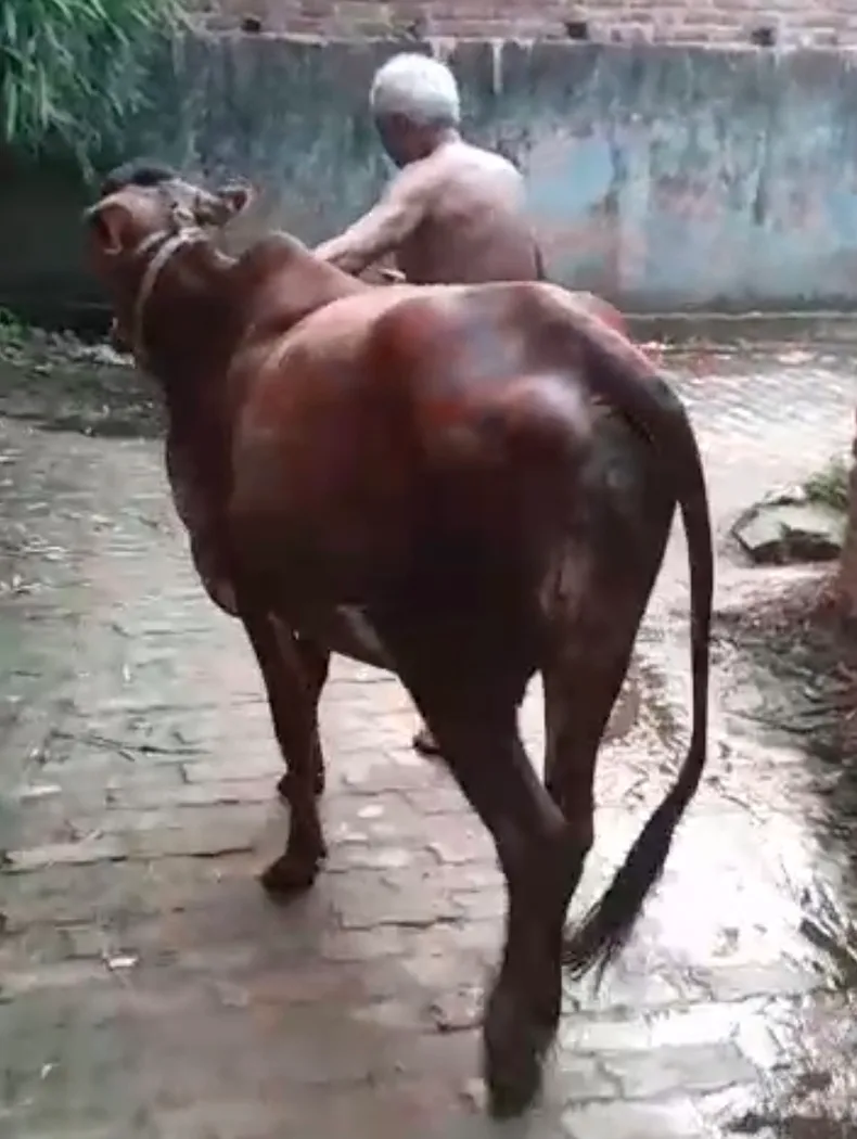 Sahiwal Heifer Cow S1811 in  UTTAR PRADESH