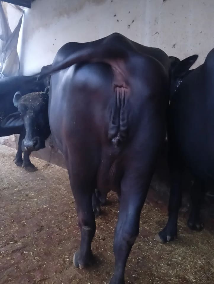 Murrah Buffalo in  PUNJAB
