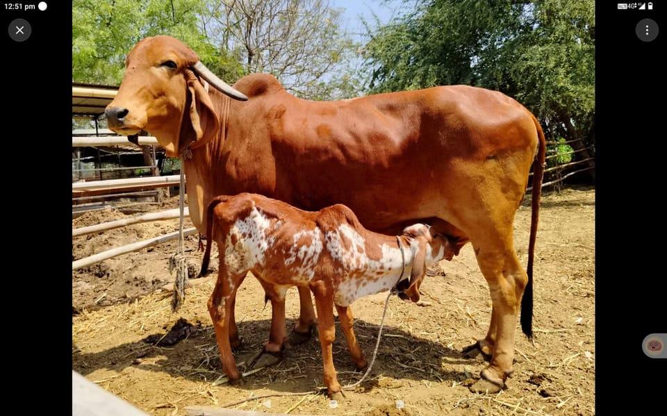 Gir Cow G2191 in  RAJASTHAN