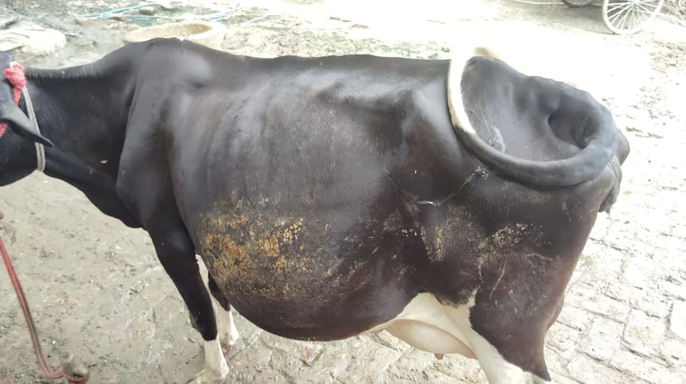 Others Cow in  UTTAR PRADESH