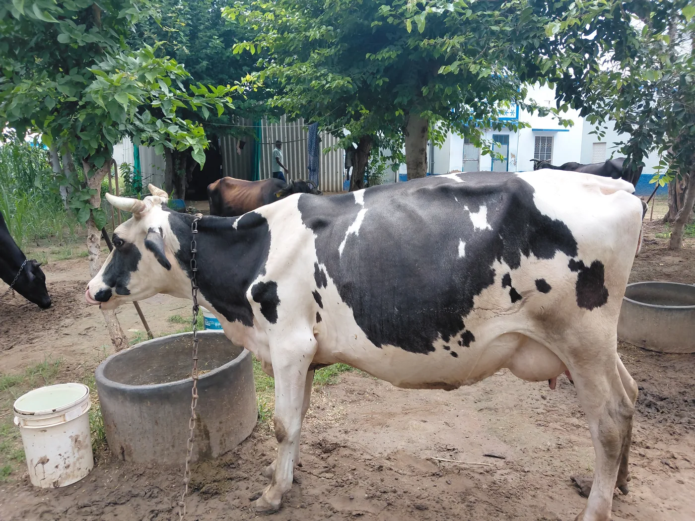 HF Cow in  RAJASTHAN