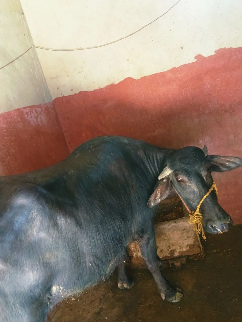 Murrah Buffalo M4180, Lactation: 3, MilkPerDay: 12Litres, Pregnant: 8 Months, District:  GONDA, State:  UTTAR PRADESH
