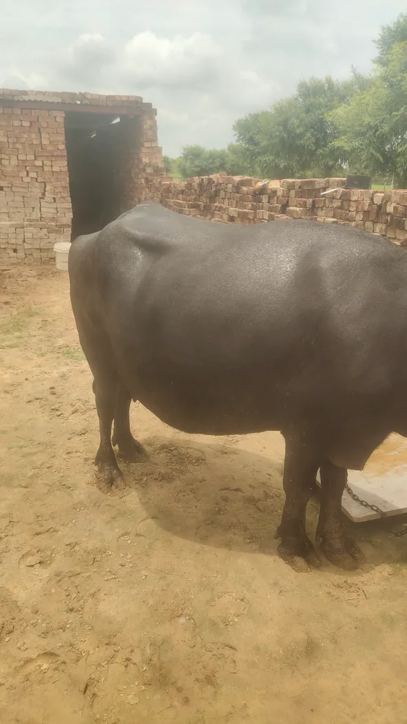 Jafarabadi Buffalo in  RAJASTHAN
