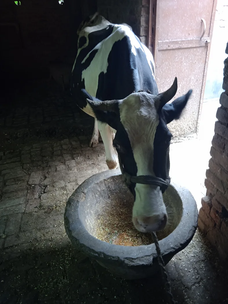 HF Cow in  UTTAR PRADESH