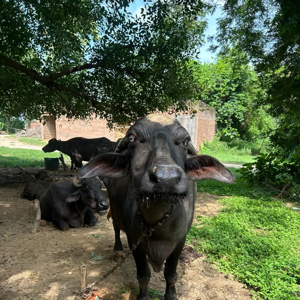 Nili Buffalo in  UTTAR PRADESH