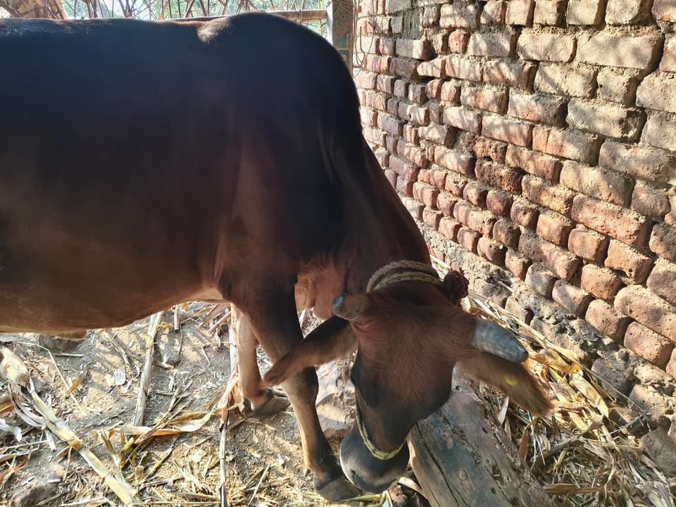 Jersey Heifer Cow J1622 in  MADHYA PRADESH