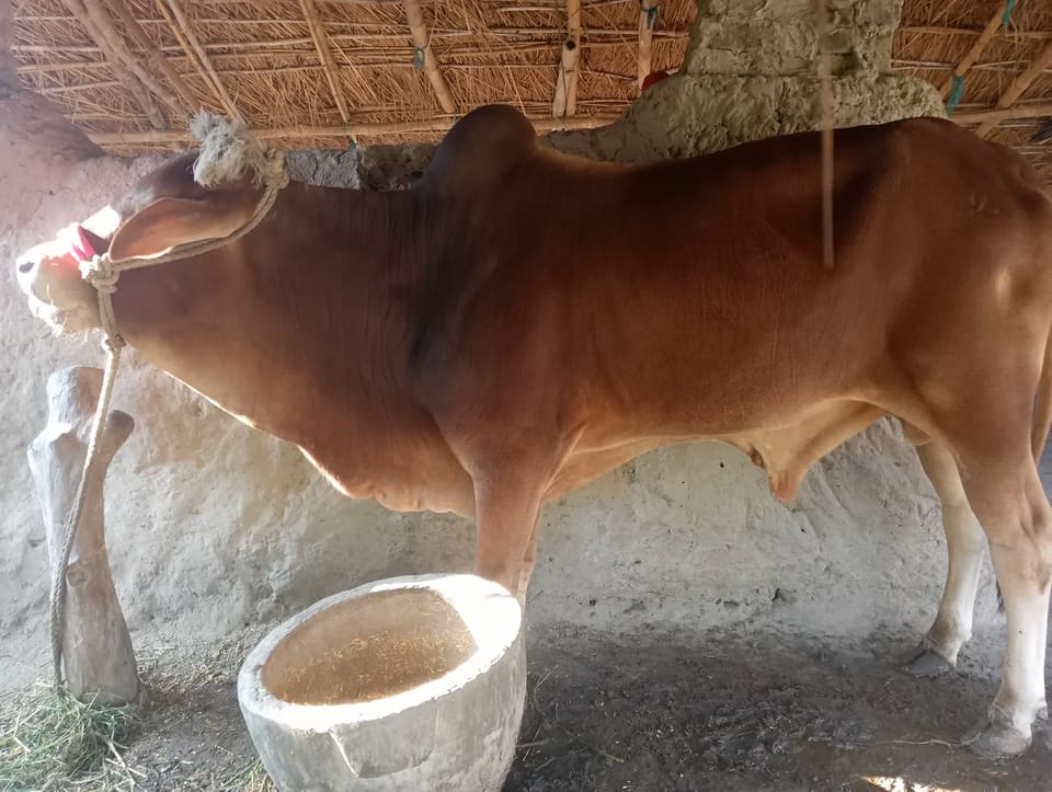 Sahiwal Cow S2025 in  UTTAR PRADESH