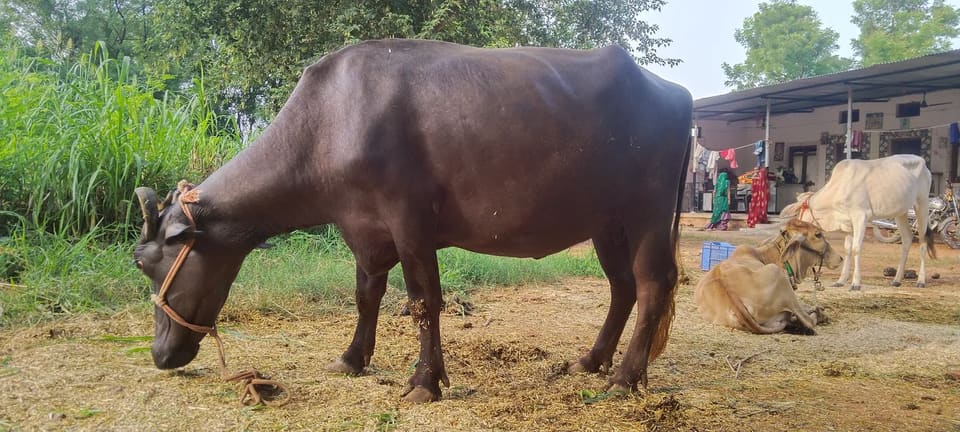 Murrah Buffalo in  RAJASTHAN