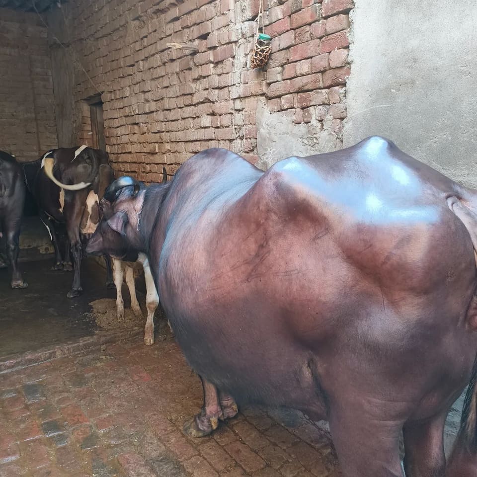 Murrah Buffalo M4677 in  UTTAR PRADESH