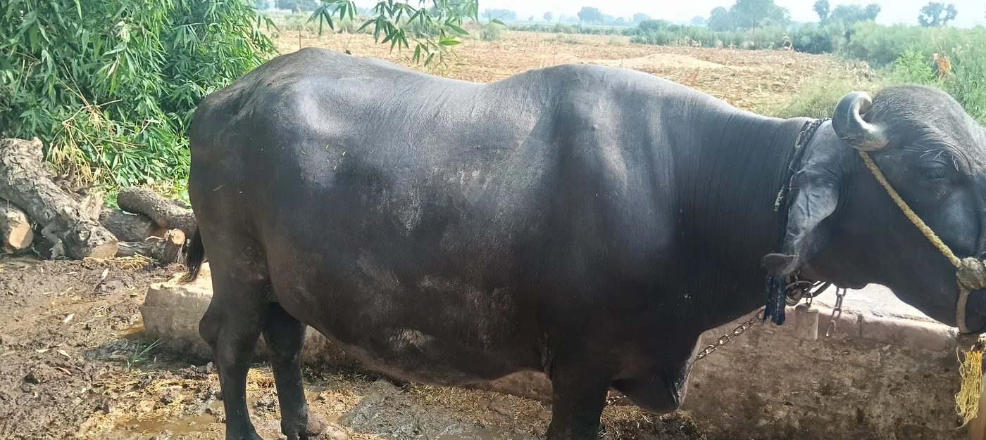 मुर्रा मिक्स Buffalo O0490 in  UTTAR PRADESH