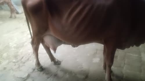 Sahiwal Cow in  UTTAR PRADESH