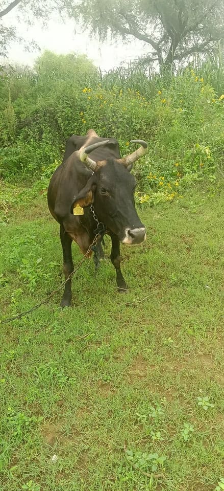 Jersey Cow in  RAJASTHAN