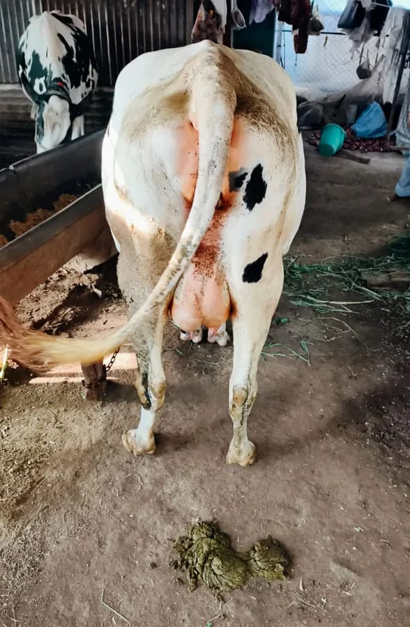 HF Cow in  MAHARASHTRA