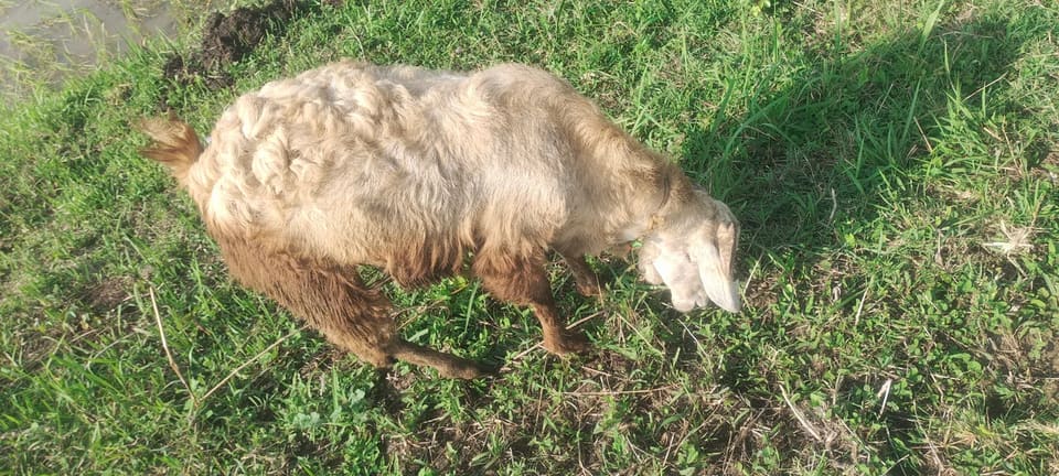 Neelore  Jodipi Sheep in  ANDHRA PRADESH