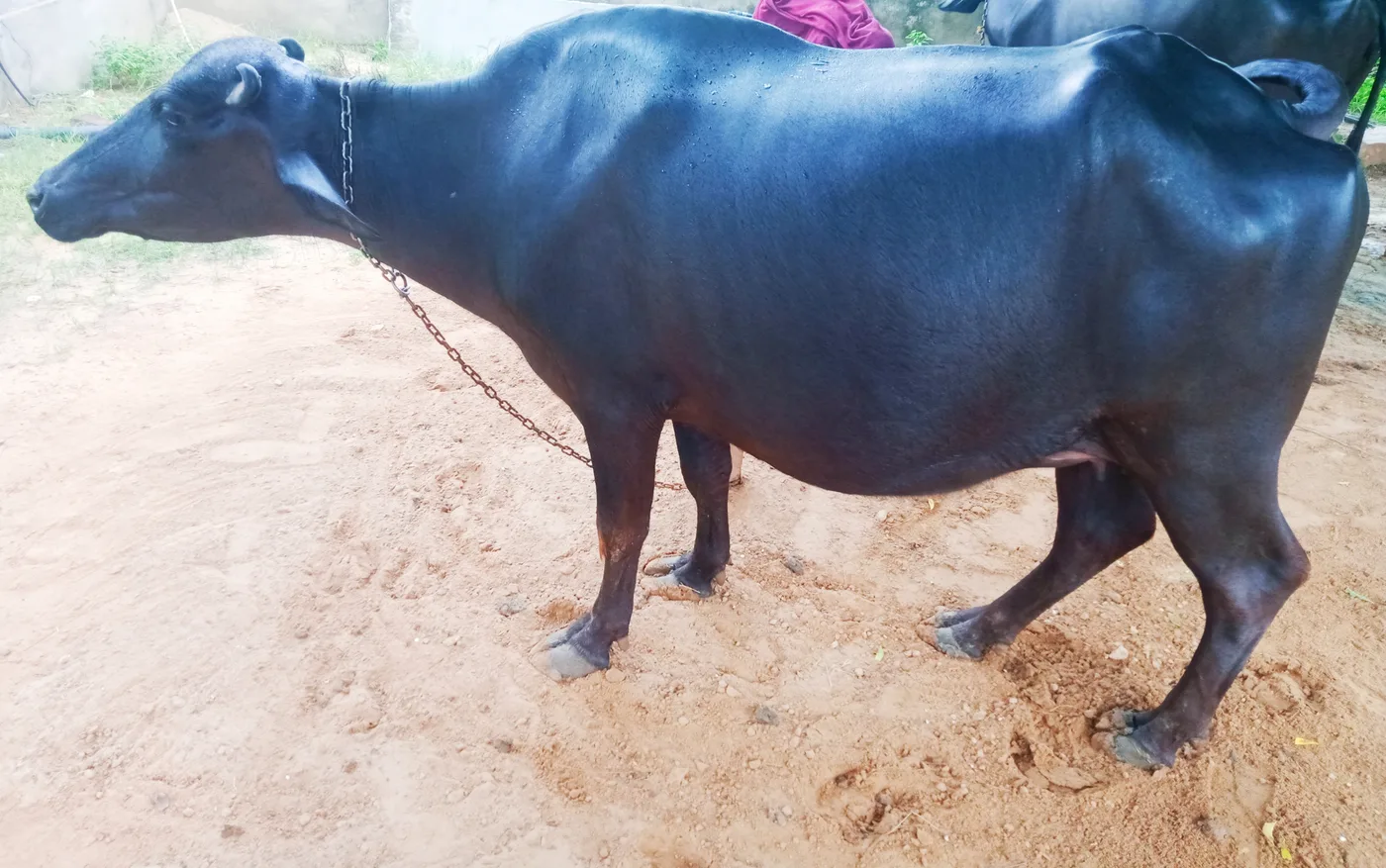 Murrah Buffalo in  RAJASTHAN