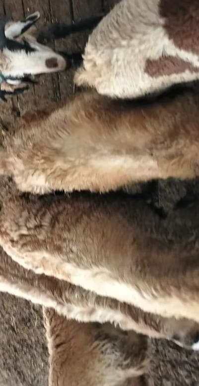 Neelore  Jodipi Sheep N0193 in  TAMIL NADU