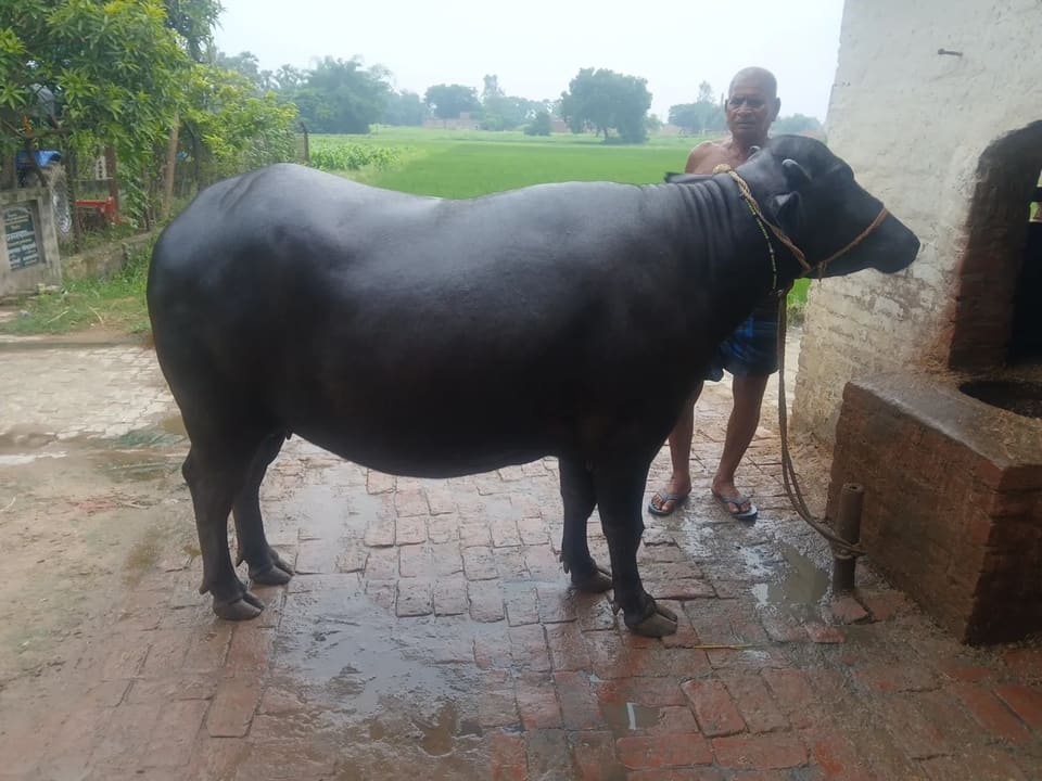 Murrah Buffalo M4609 in  UTTAR PRADESH