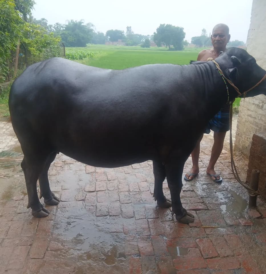 Others Buffalo in  UTTAR PRADESH