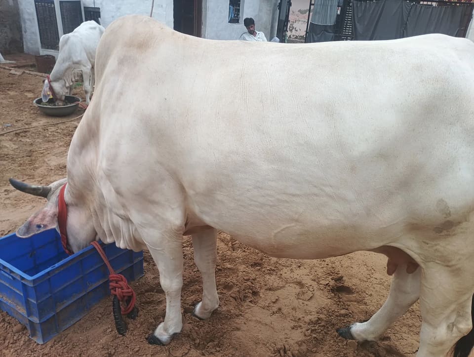 Hariyana Cow in HARYANA