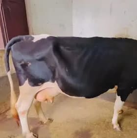 HF Cow in  UTTARAKHAND