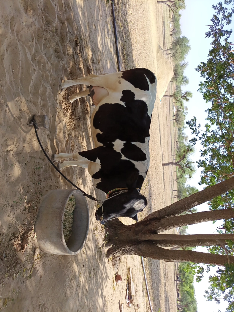 HF Heifer Cow H2787, MilkPerDay: 26Litres, Pregnant: 9 Months, District:  SIKAR, State:  RAJASTHAN