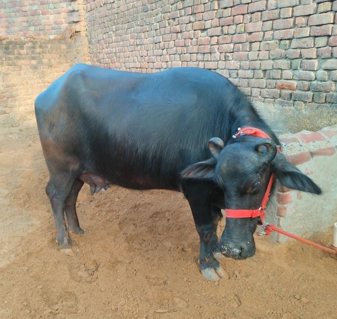 Murrah Buffalo M4188, Lactation: 2, MilkPerDay: 15Litres, District:  MAHENDRAGARH, State:  HARYANA