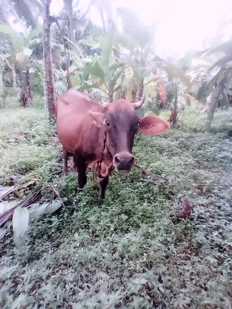 Jersey Cow in  KERALA