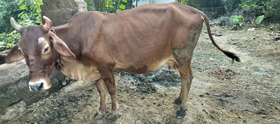 Sahiwal Cow S1941 in  UTTAR PRADESH