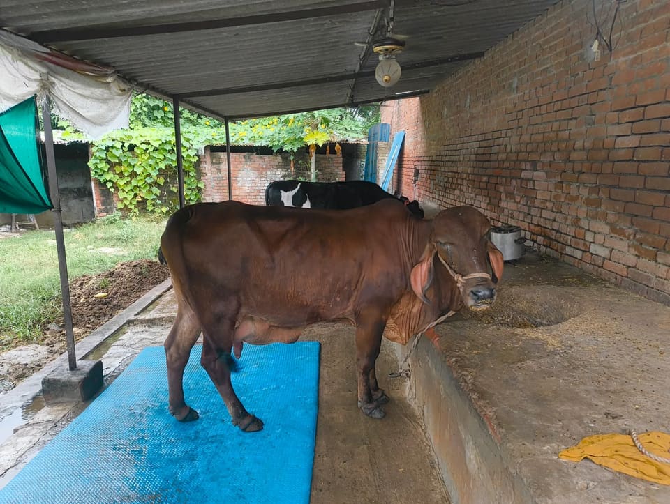 Gir Cow G2130 in  UTTAR PRADESH