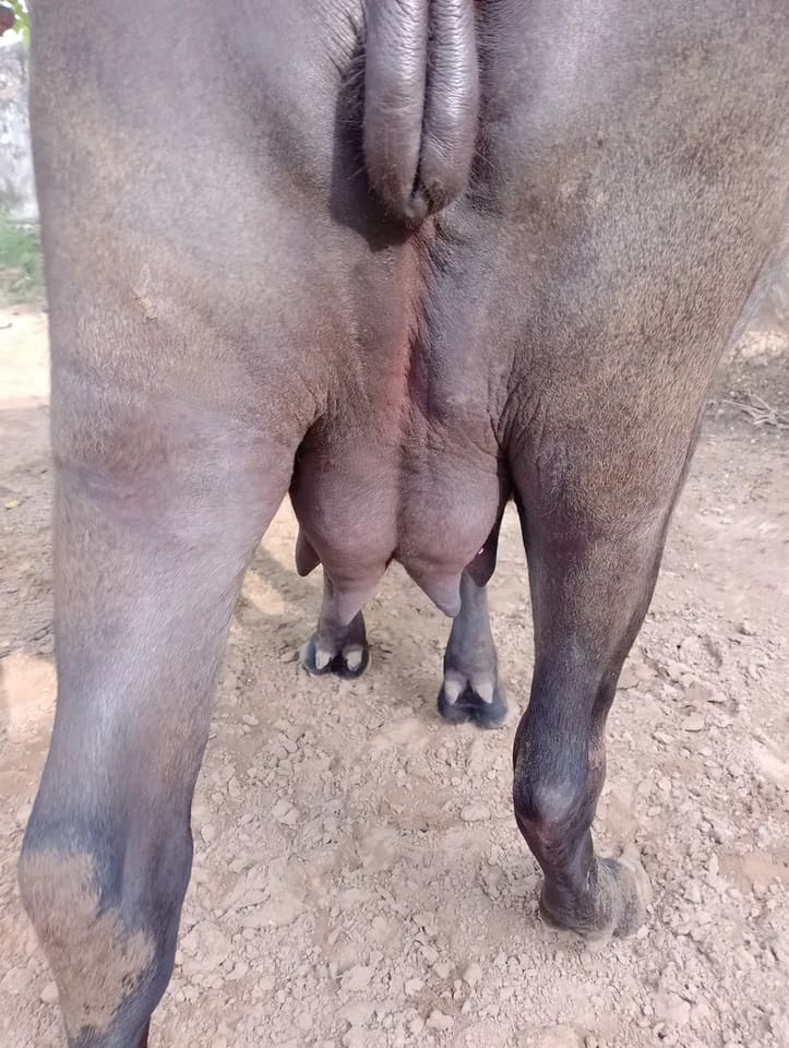 Others Buffalo in  RAJASTHAN