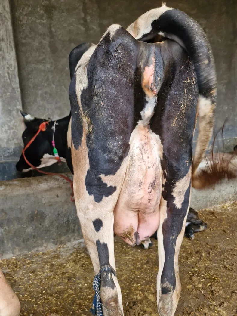 HF Cow H3011 in  UTTAR PRADESH