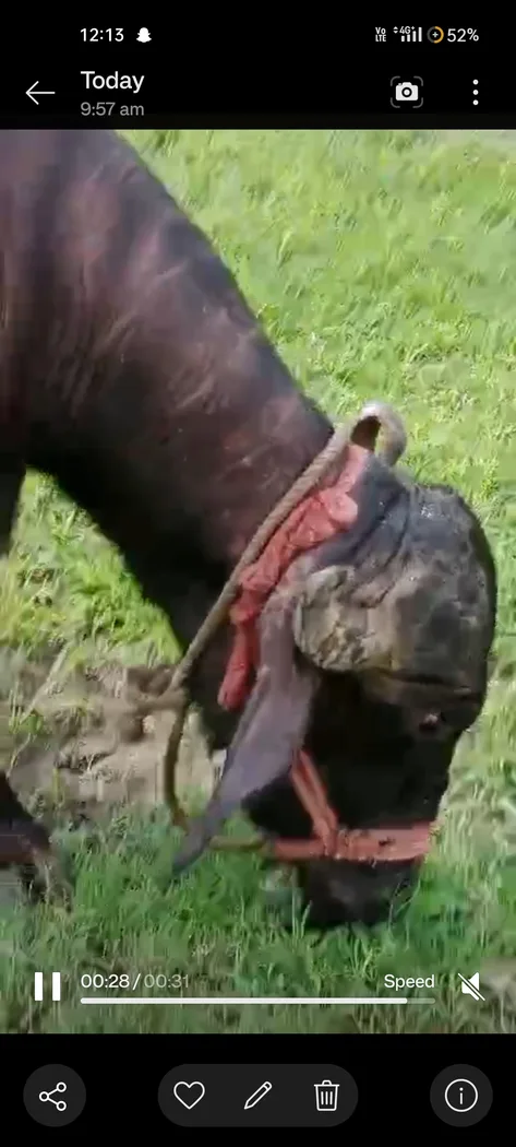 Murrah Buffalo M4620 in MADHYA PRADESH