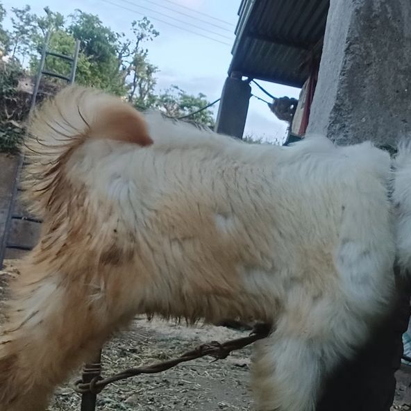 Gaddi Sheep G0111, District:  MANDI, State:  HIMACHAL PRADESH