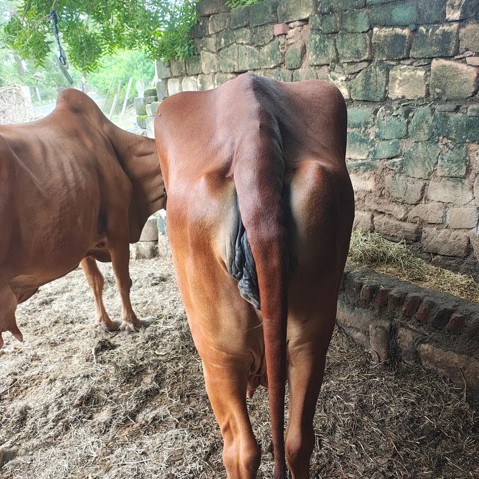Gir Cow in  GUJARAT