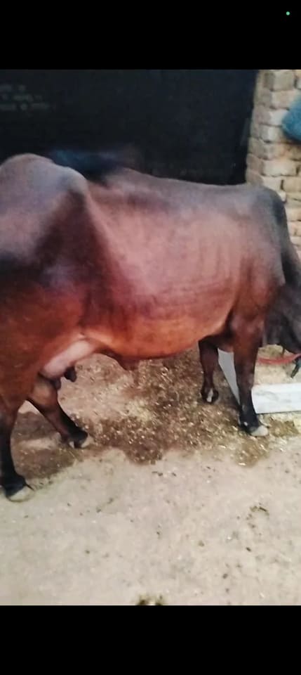 Sahiwal Cow in  MADHYA PRADESH