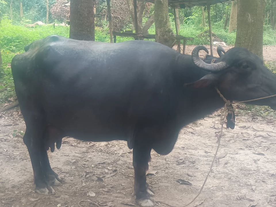 Deshi Buffalo O0463 in  BIHAR