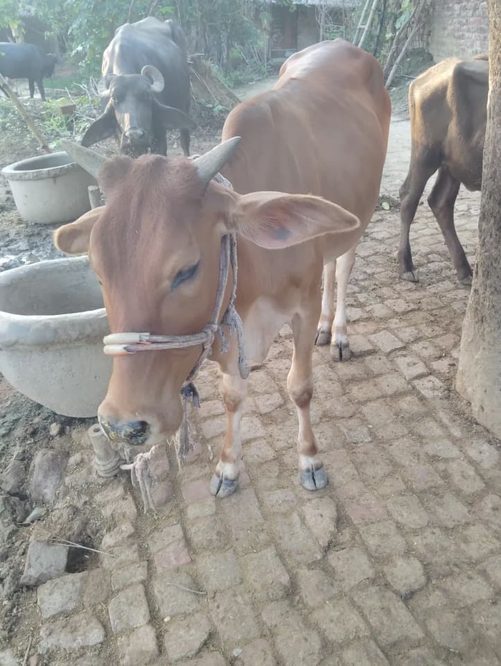 Sahiwal Cow in  UTTAR PRADESH