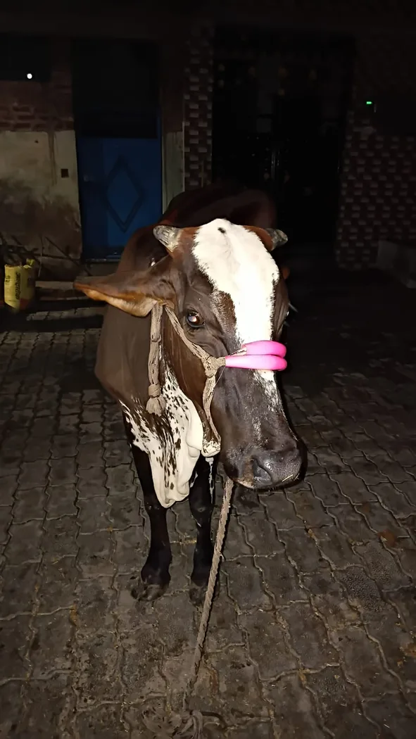 HF Cow H3046 in  UTTAR PRADESH