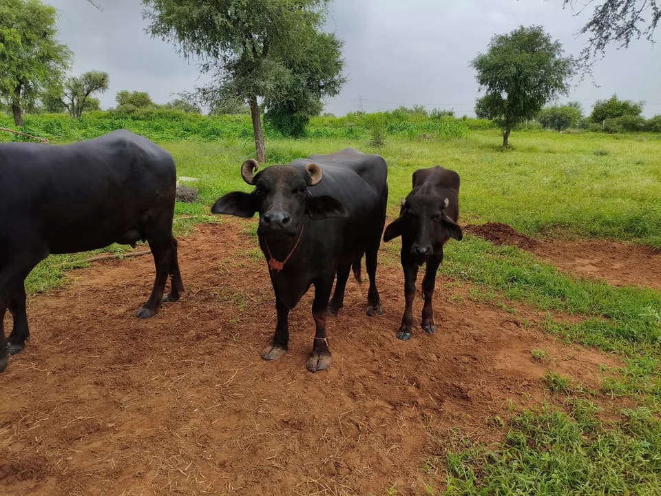Others Buffalo in  RAJASTHAN
