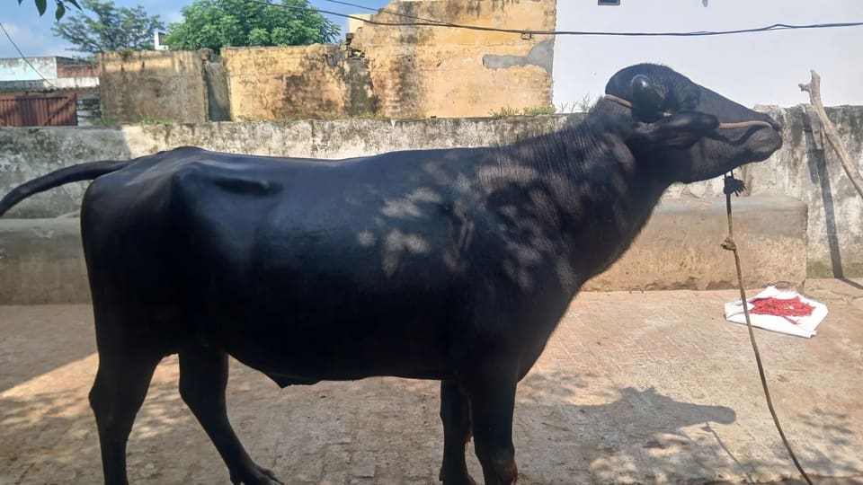 Others Others in UTTAR PRADESH