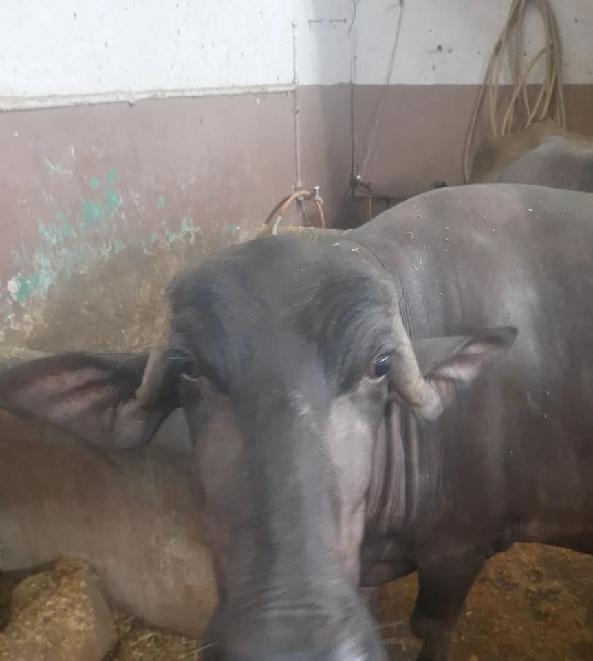 Others Buffalo in  UTTAR PRADESH